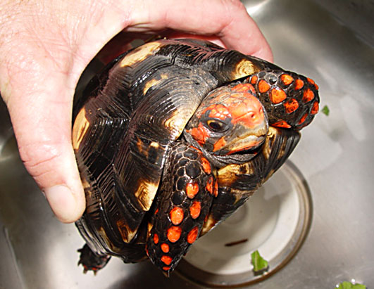 Exotic Pets